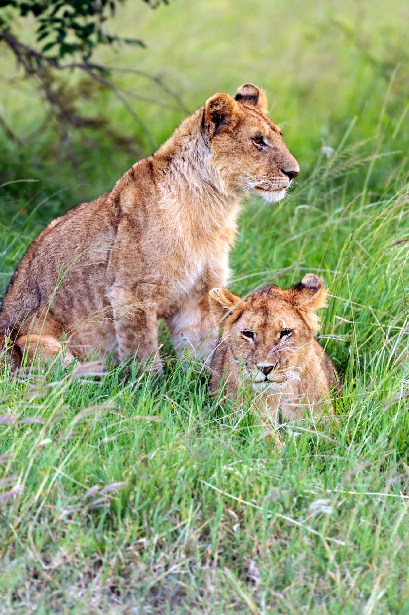 Confort de la chambre
